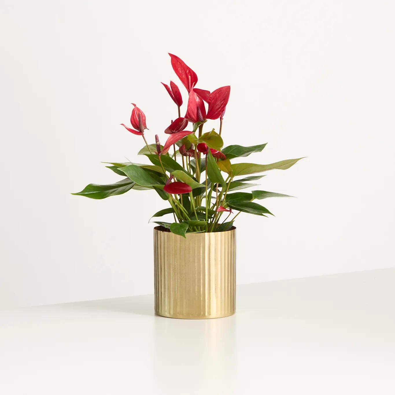 ŞIK VAZODA KIRMIZI ANTORYUM ÇİÇEĞİ